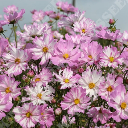 Picture of Cosmos - Colletta Pink-White